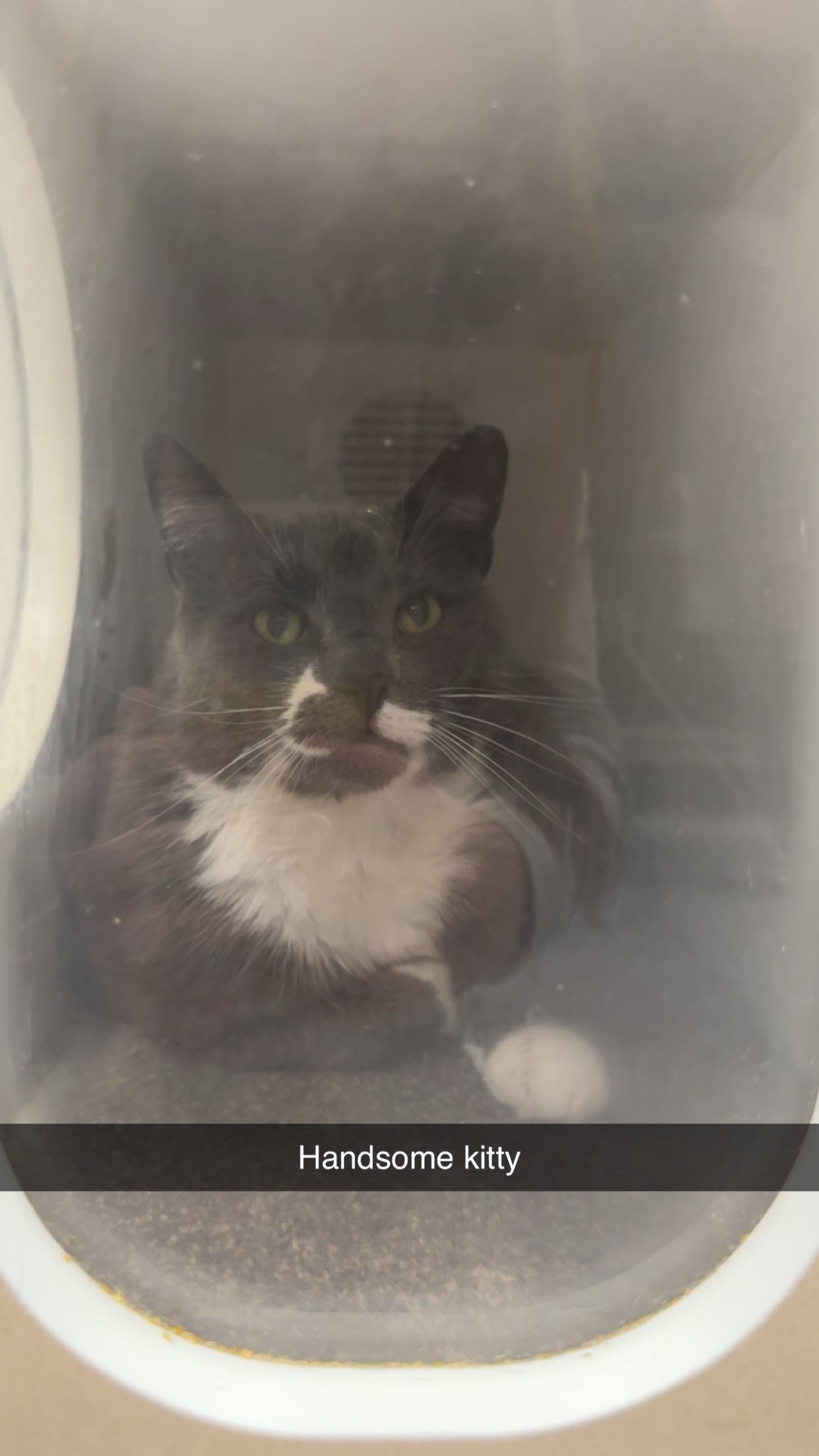 carmmieecat snapchat image archive image