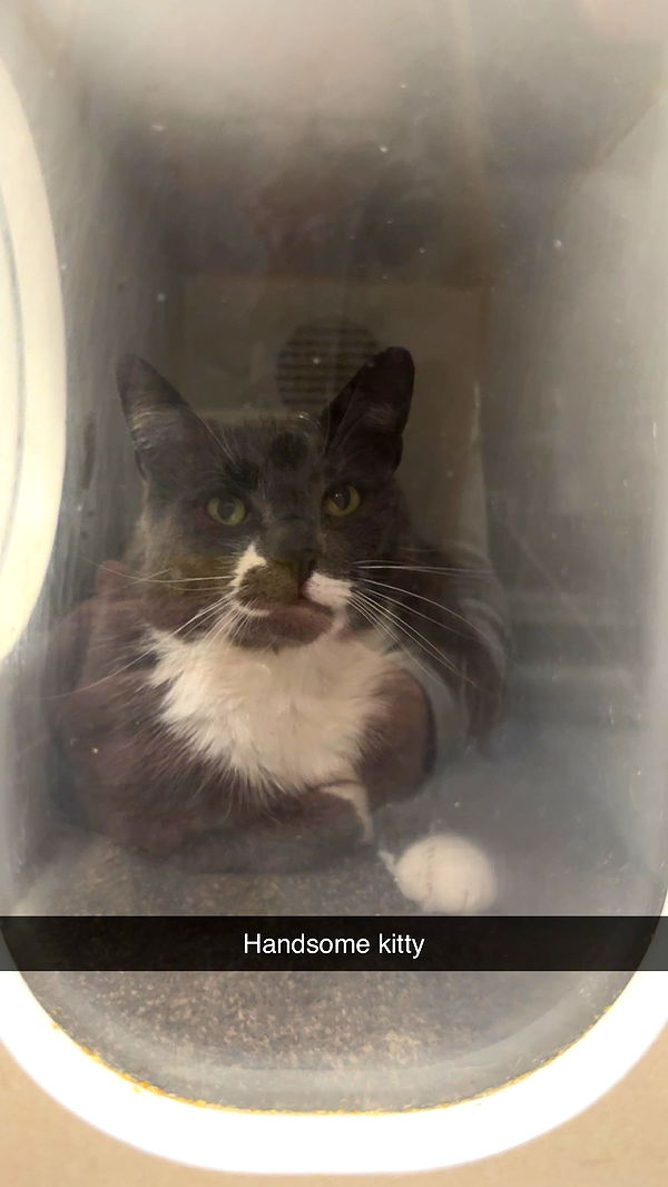 carmmieecat image ~ Altpins