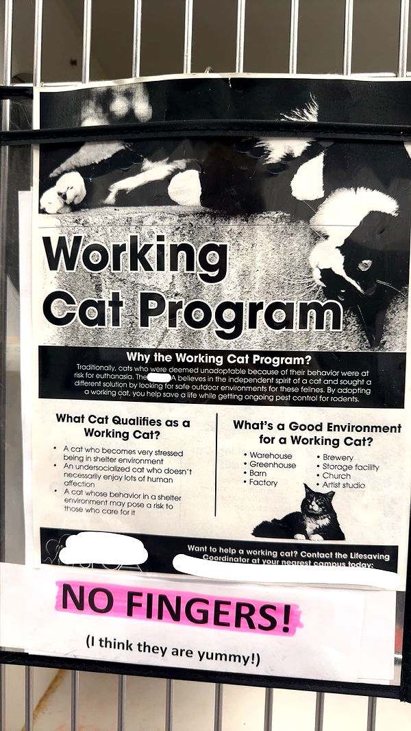 carmmieecat image ~ Altpins