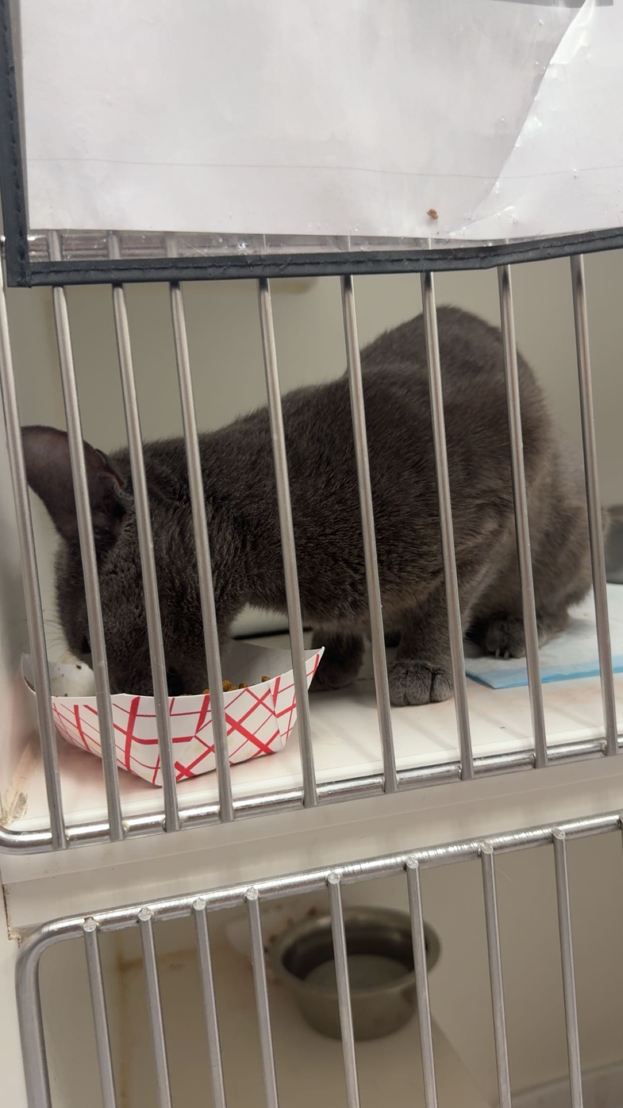 carmmieecat snapchat image archive image