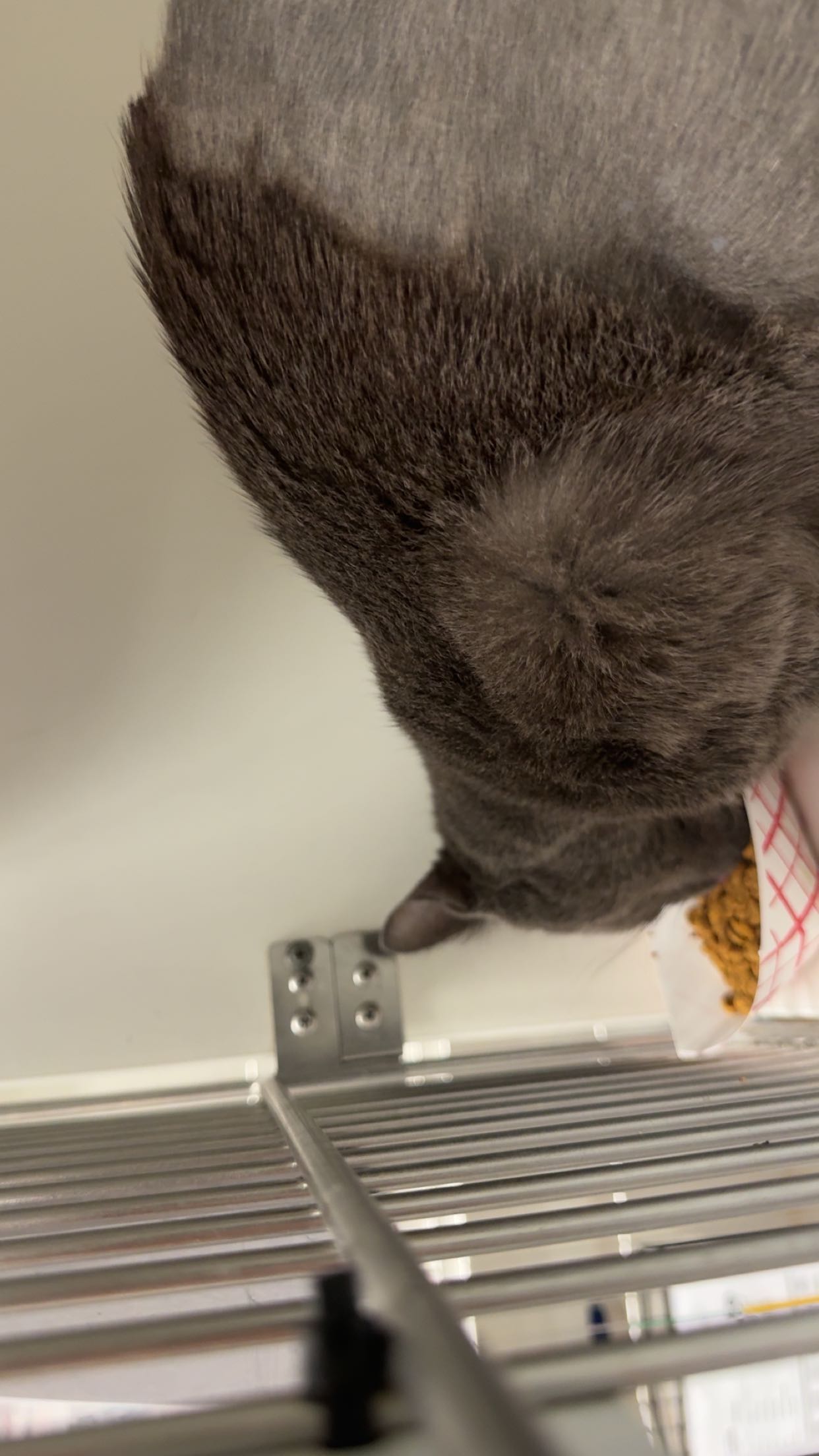 carmmieecat snapchat image archive image