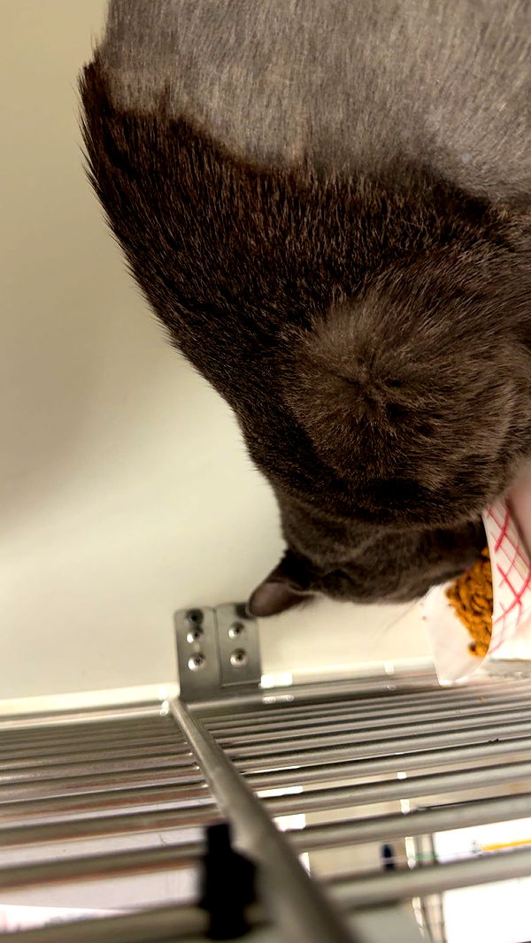 carmmieecat image ~ Altpins