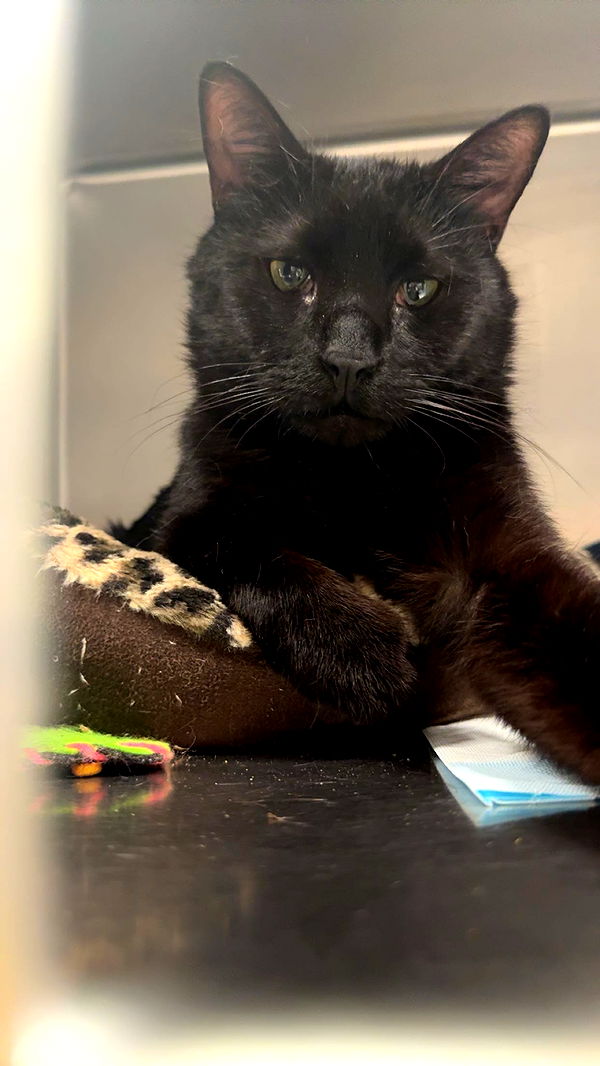 carmmieecat image ~ Altpins