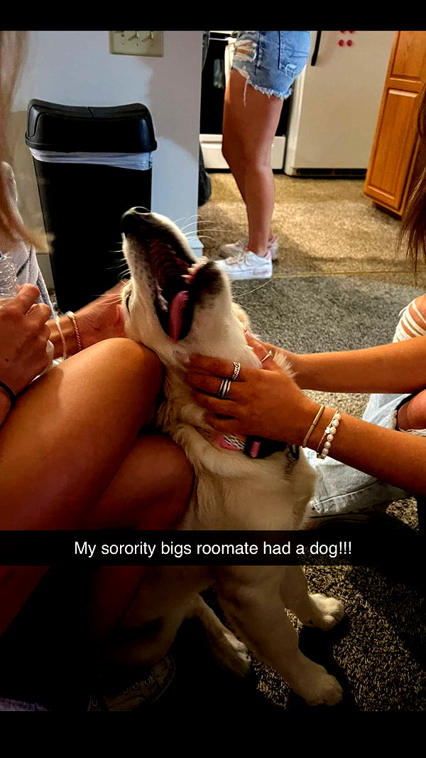 carmmieecat image ~ Altpins