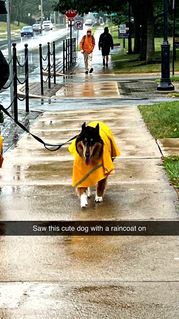 carmmieecat image ~ Altpins