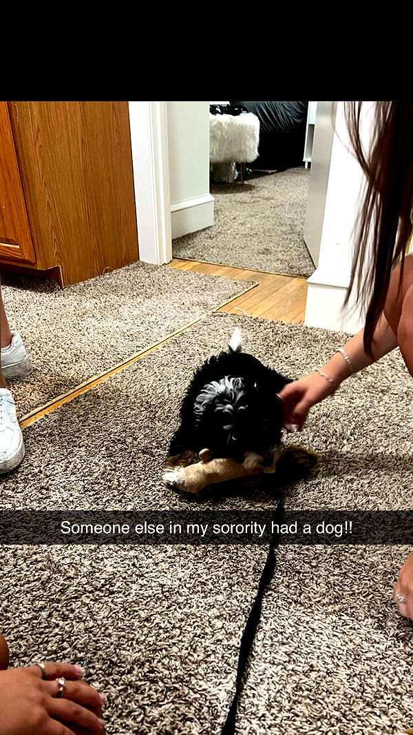 carmmieecat image ~ Altpins