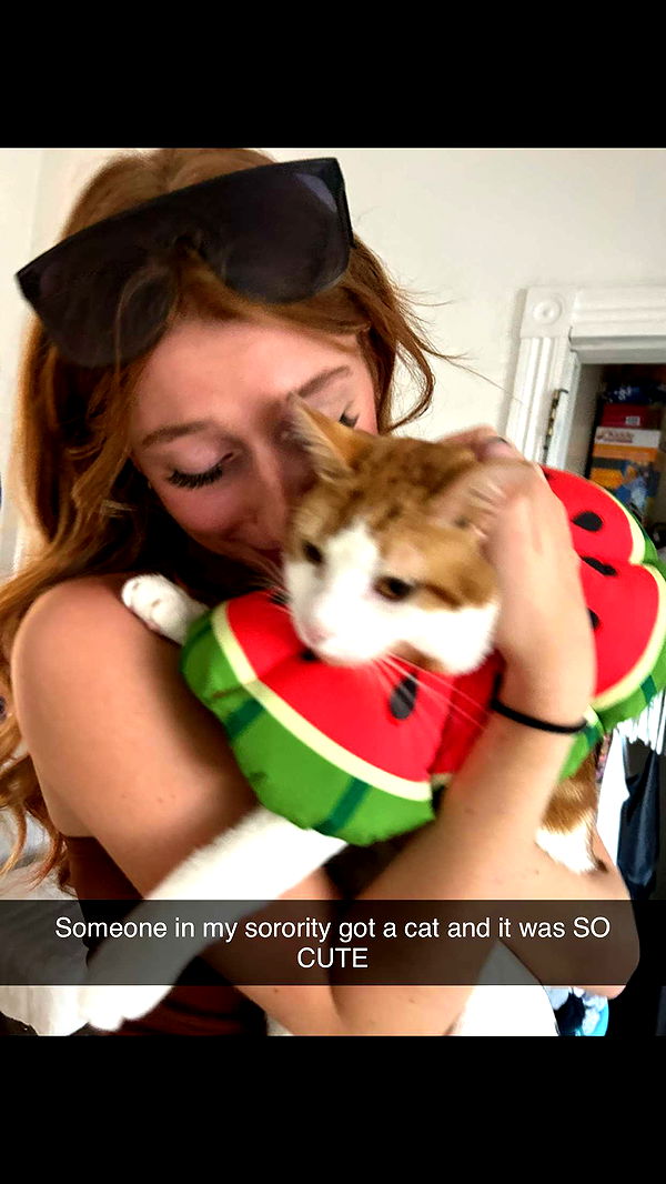 carmmieecat image ~ Altpins