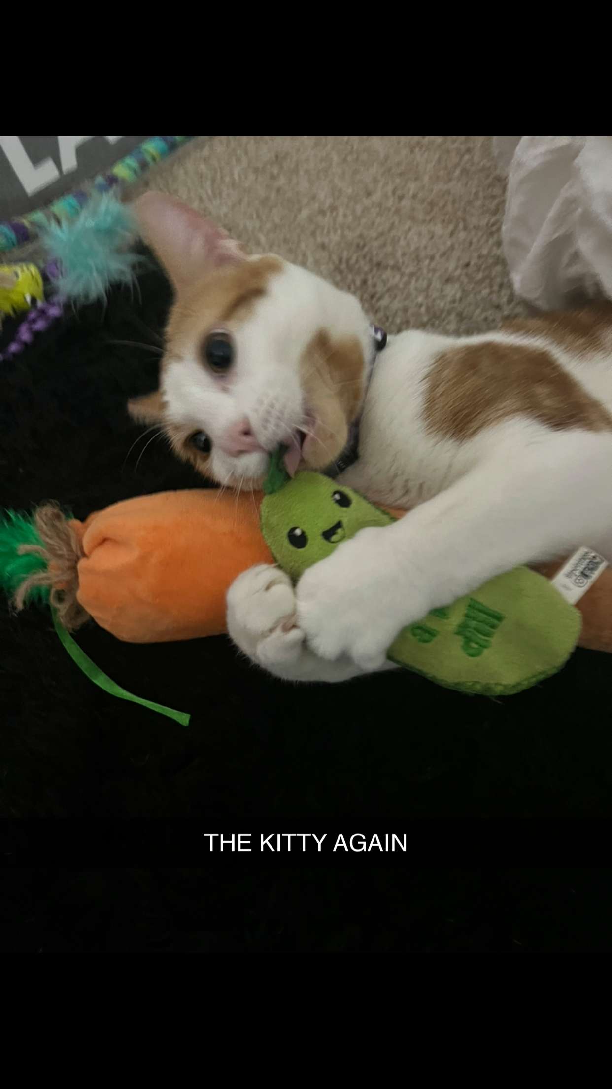 carmmieecat snapchat image archive image