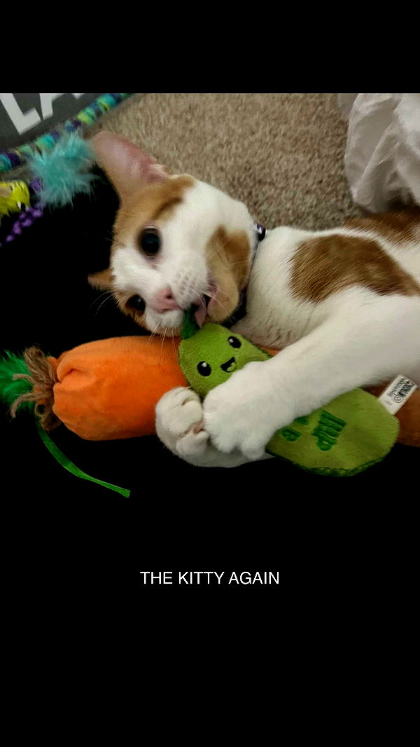 carmmieecat image ~ Altpins