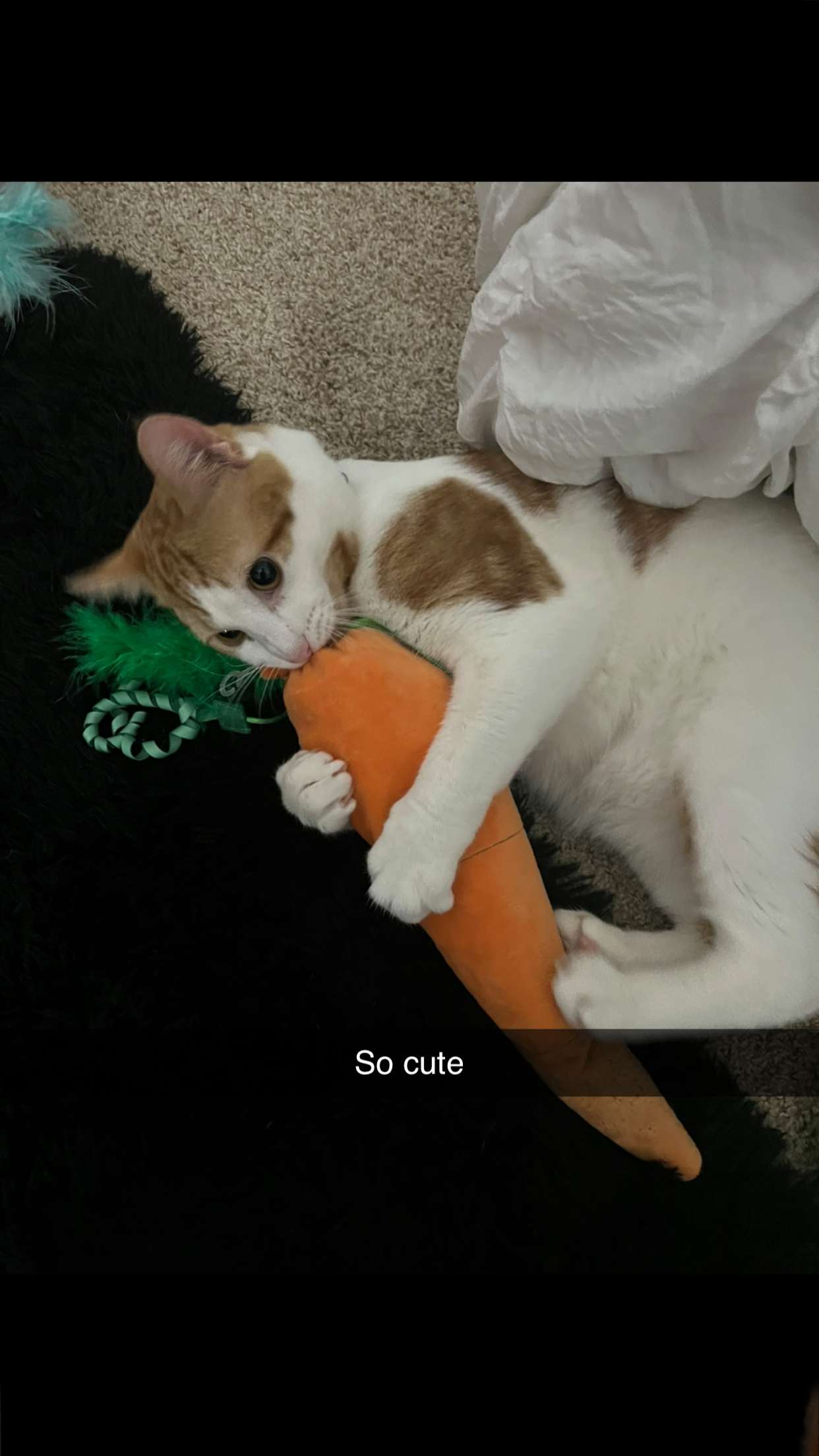 carmmieecat snapchat image archive image