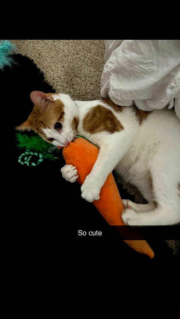 carmmieecat image ~ Altpins