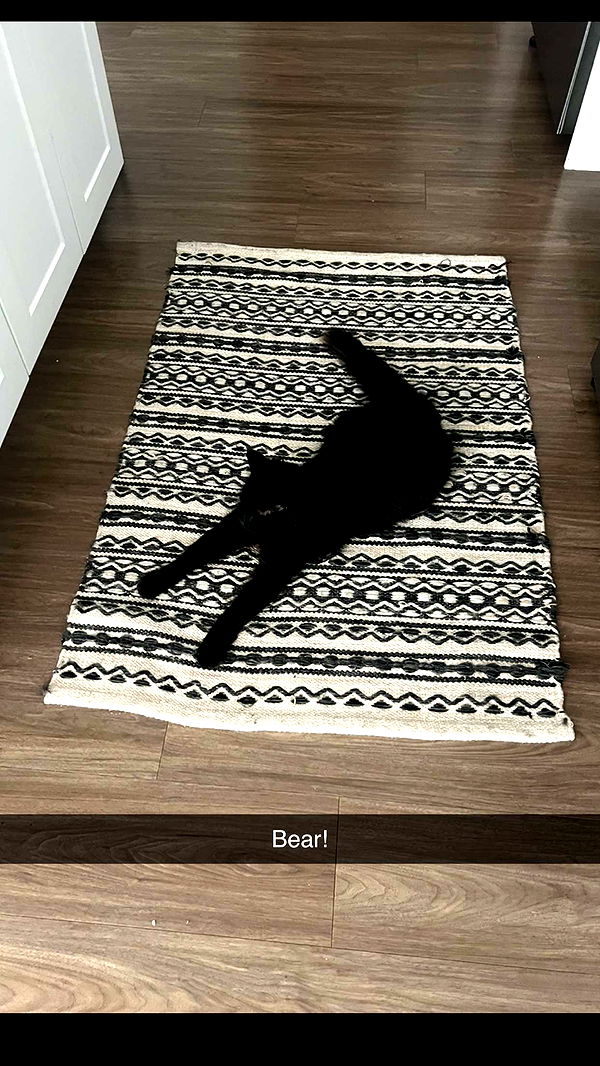 carmmieecat image ~ Altpins