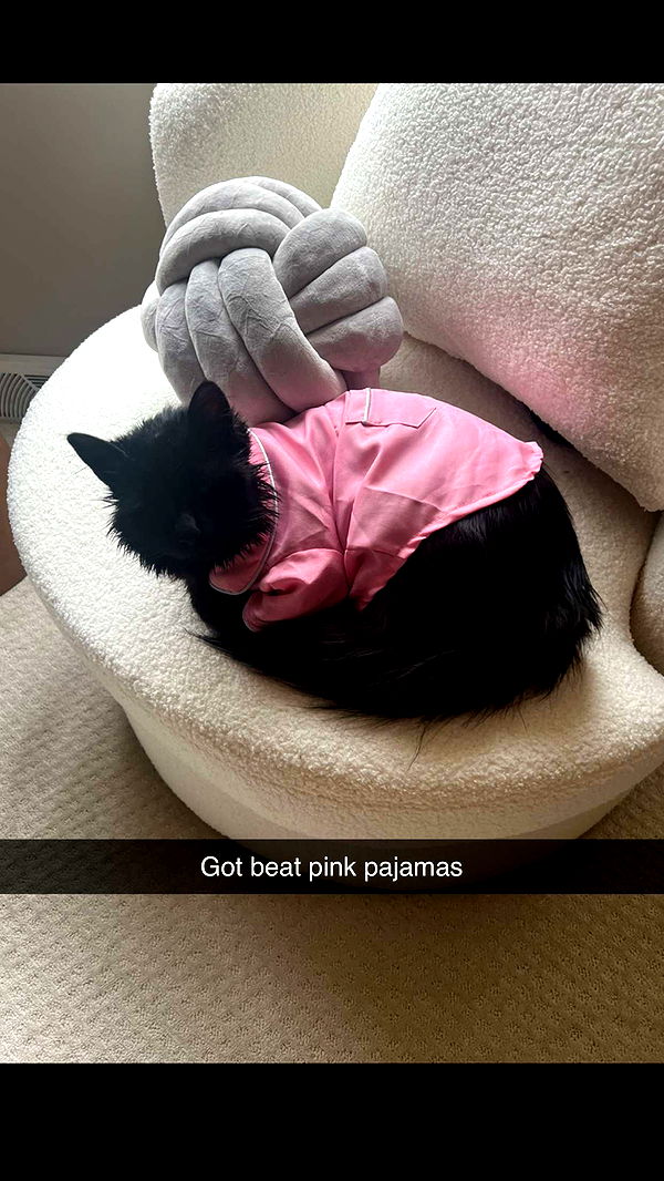 carmmieecat image ~ Altpins