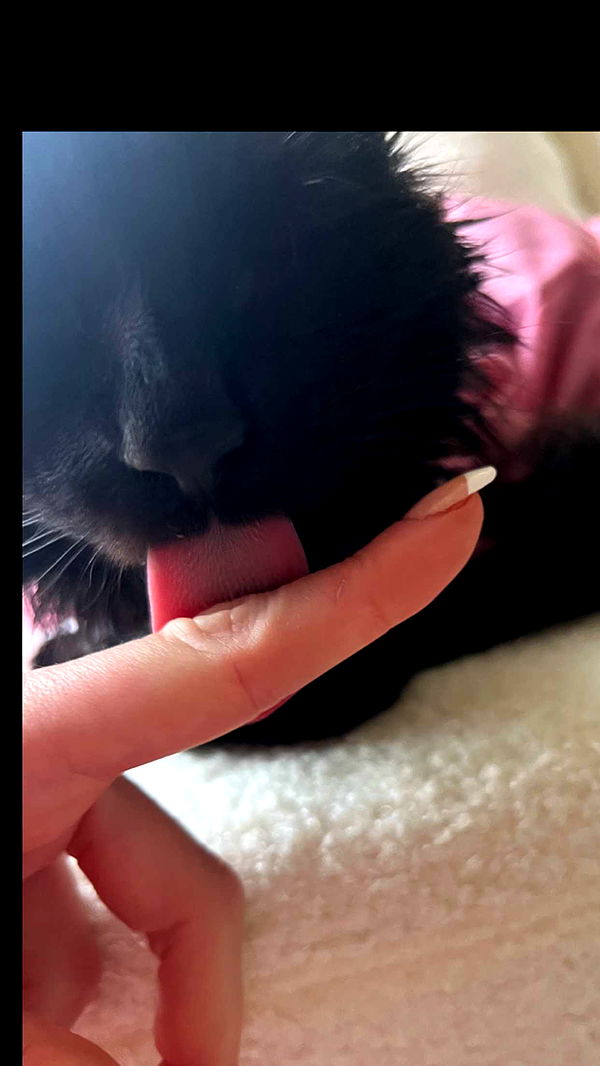 carmmieecat image ~ Altpins