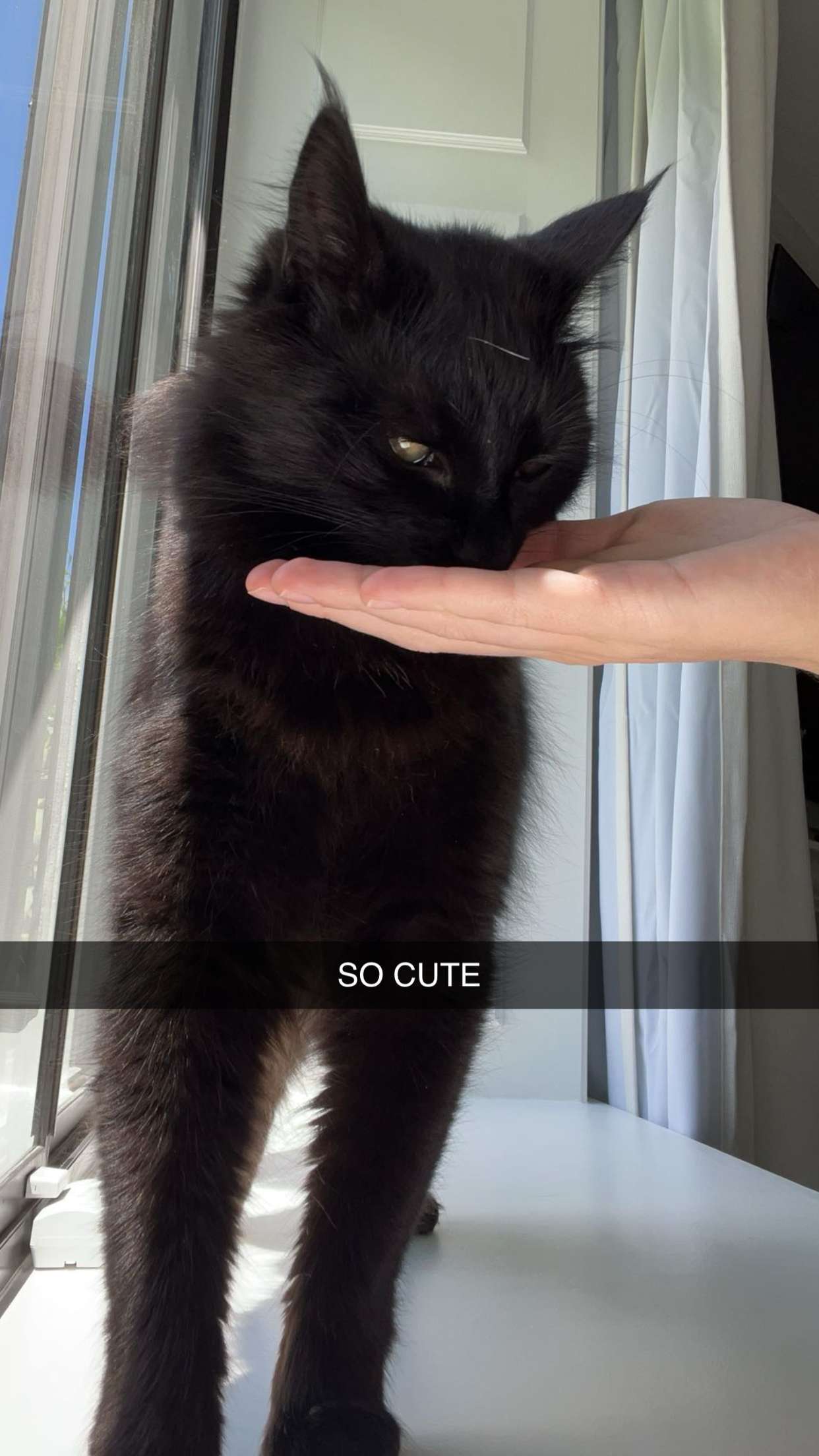 carmmieecat snapchat image archive image