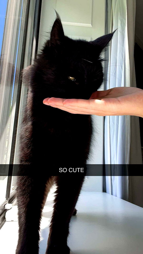 carmmieecat image ~ Altpins