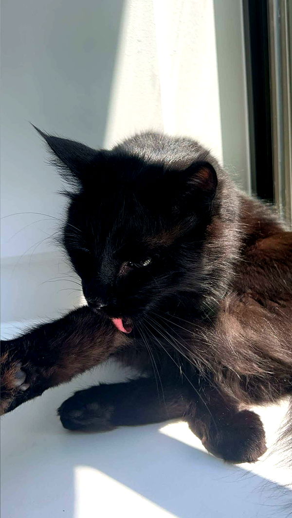 carmmieecat image ~ Altpins