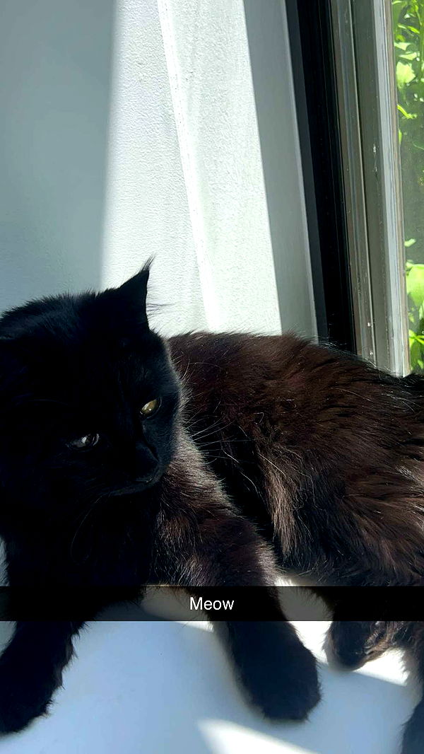 carmmieecat image ~ Altpins