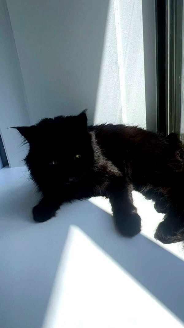 carmmieecat image ~ Altpins