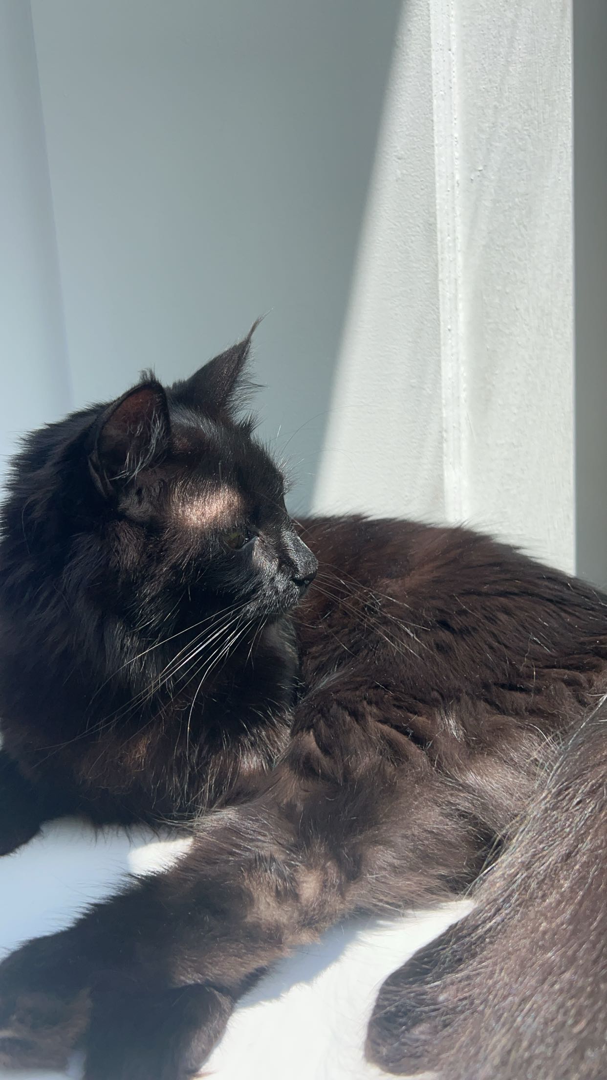 carmmieecat snapchat image archive image