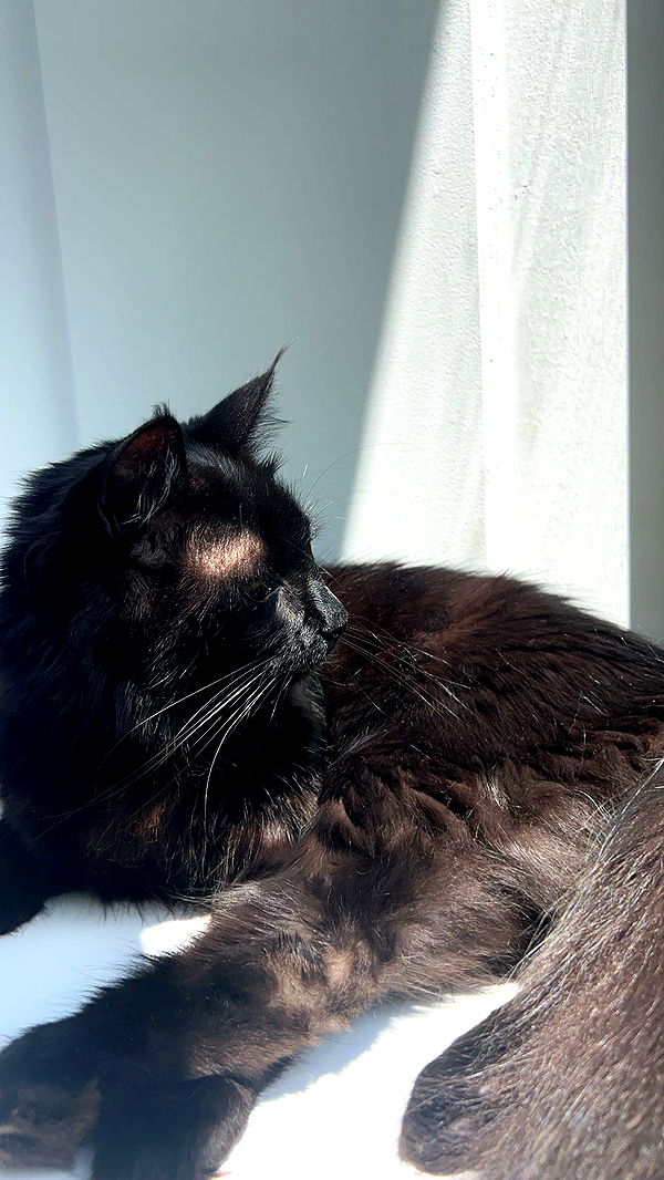 carmmieecat image ~ Altpins