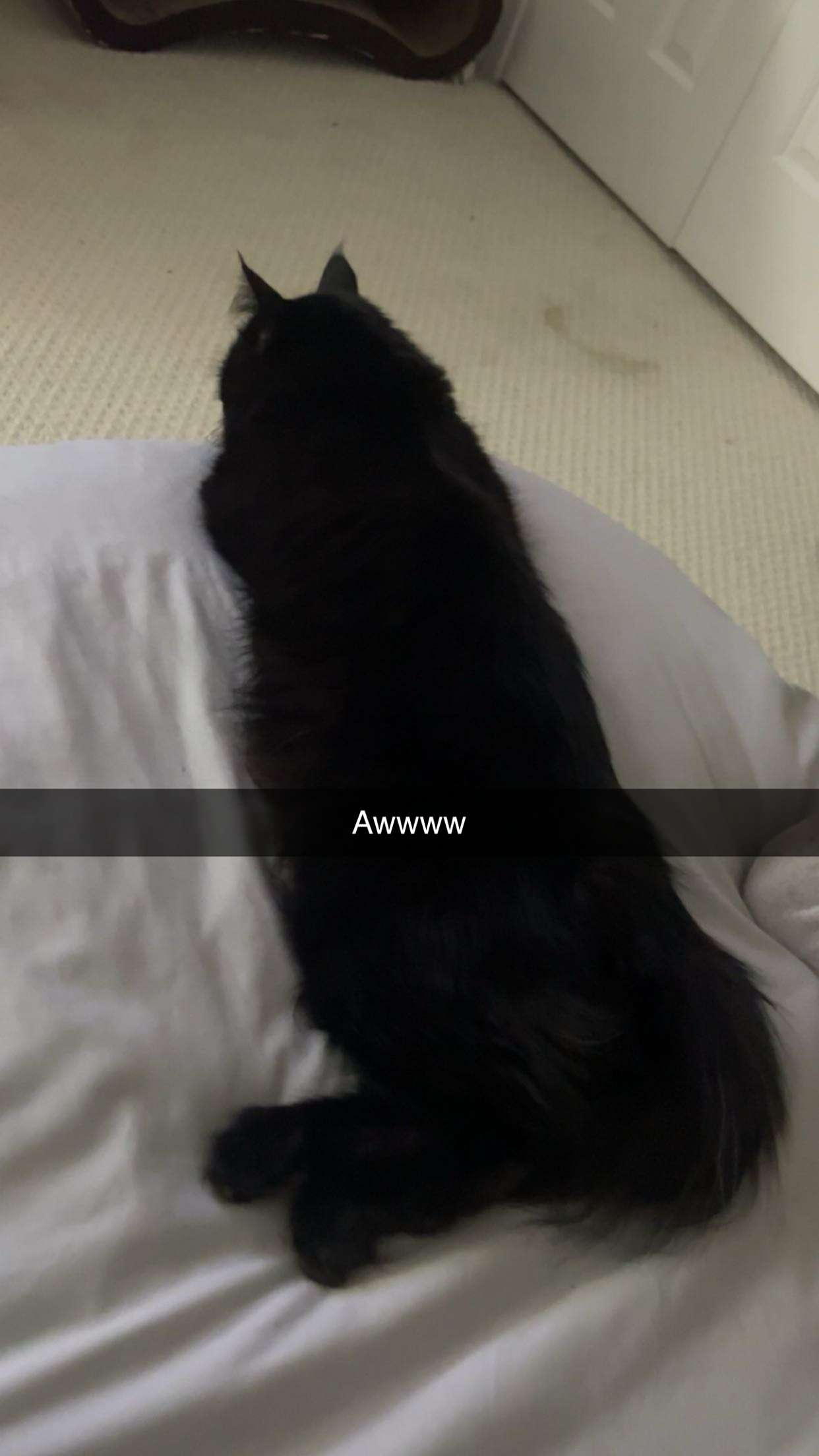 carmmieecat snapchat image archive image