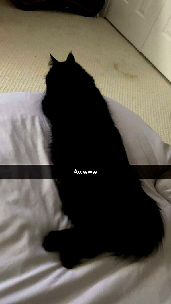 carmmieecat image ~ Altpins