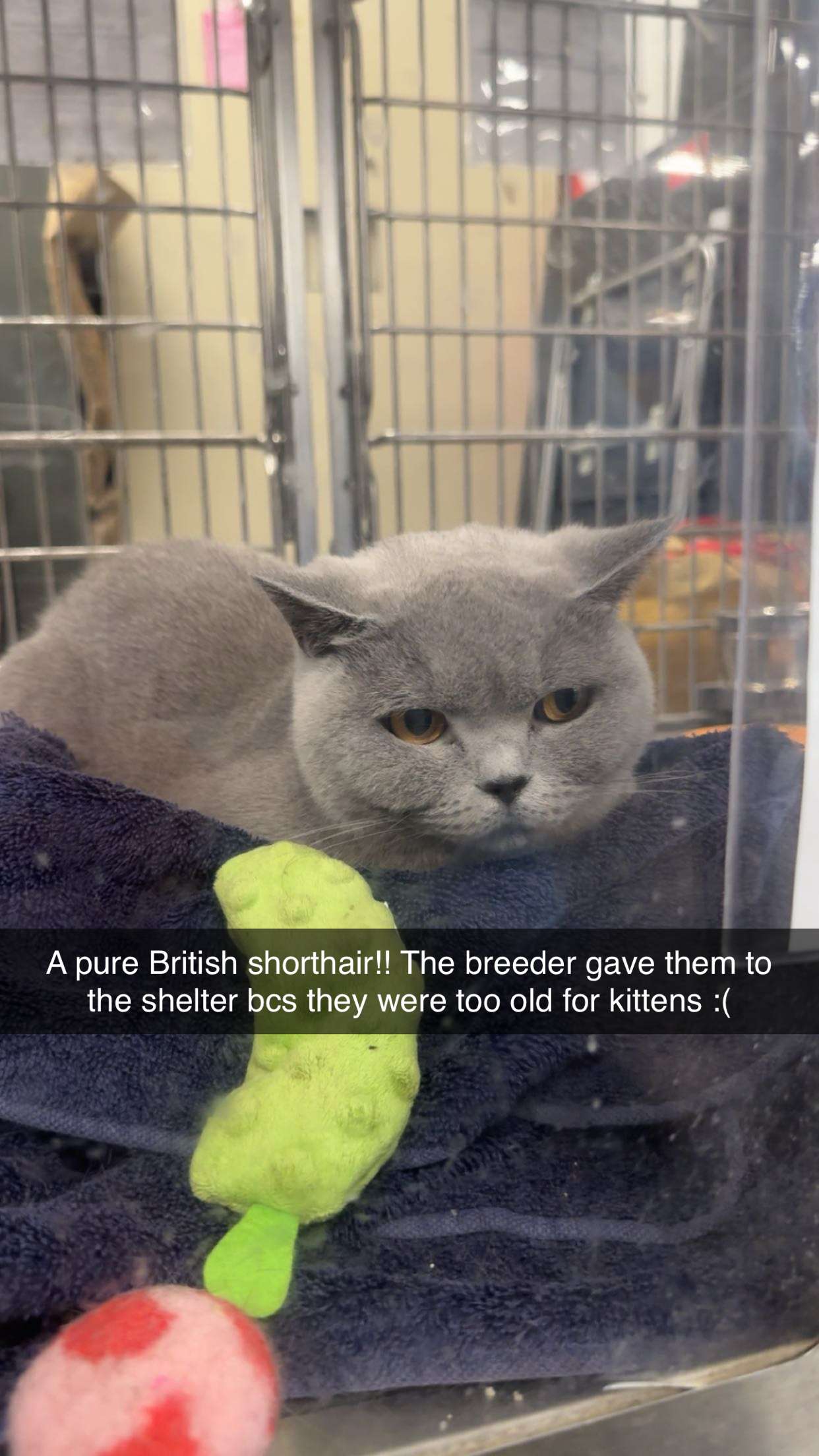 carmmieecat snapchat image archive image