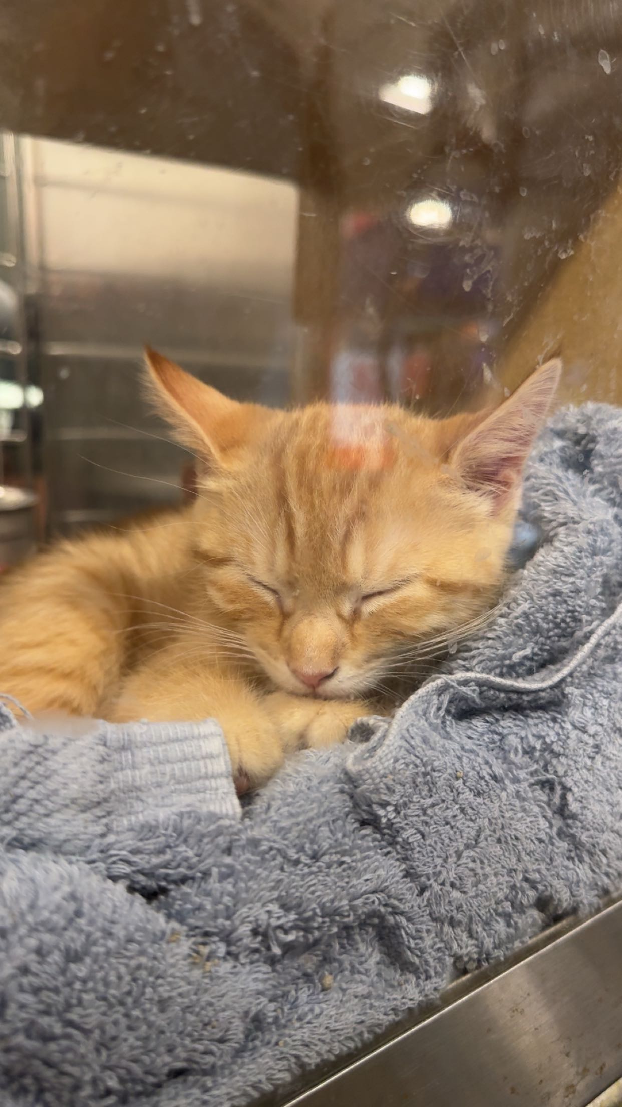 carmmieecat snapchat image archive image