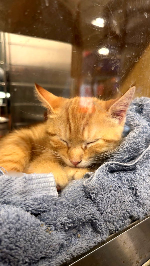 carmmieecat image ~ Altpins