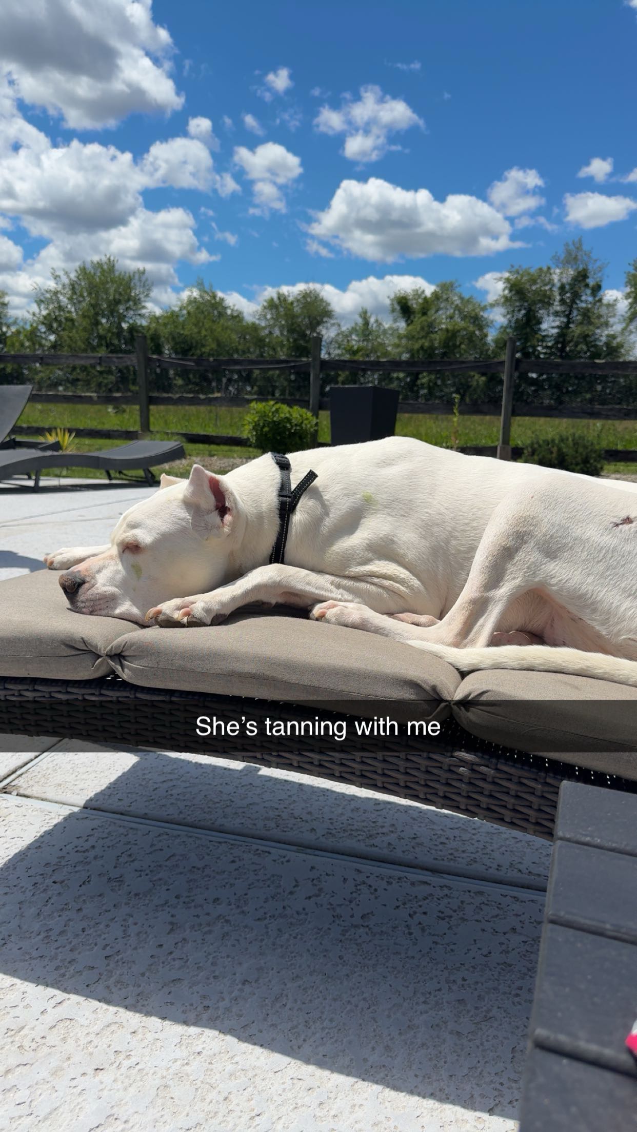 carmmieecat snapchat image archive image