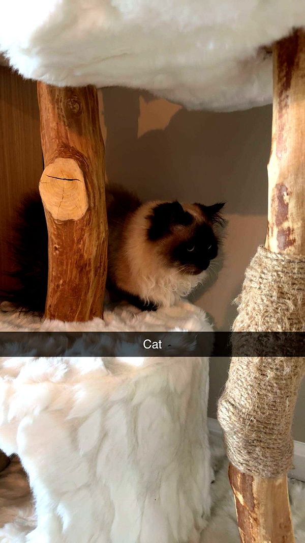 carmmieecat image ~ Altpins