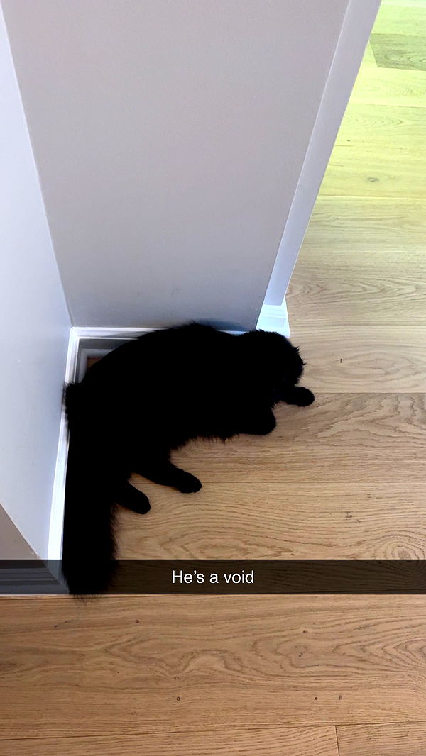 carmmieecat image ~ Altpins