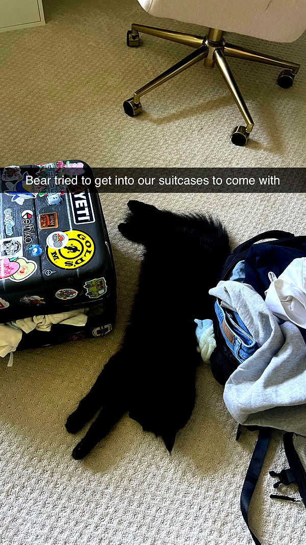 carmmieecat image ~ Altpins