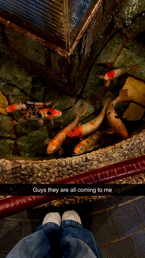 carmmieecat image ~ Altpins