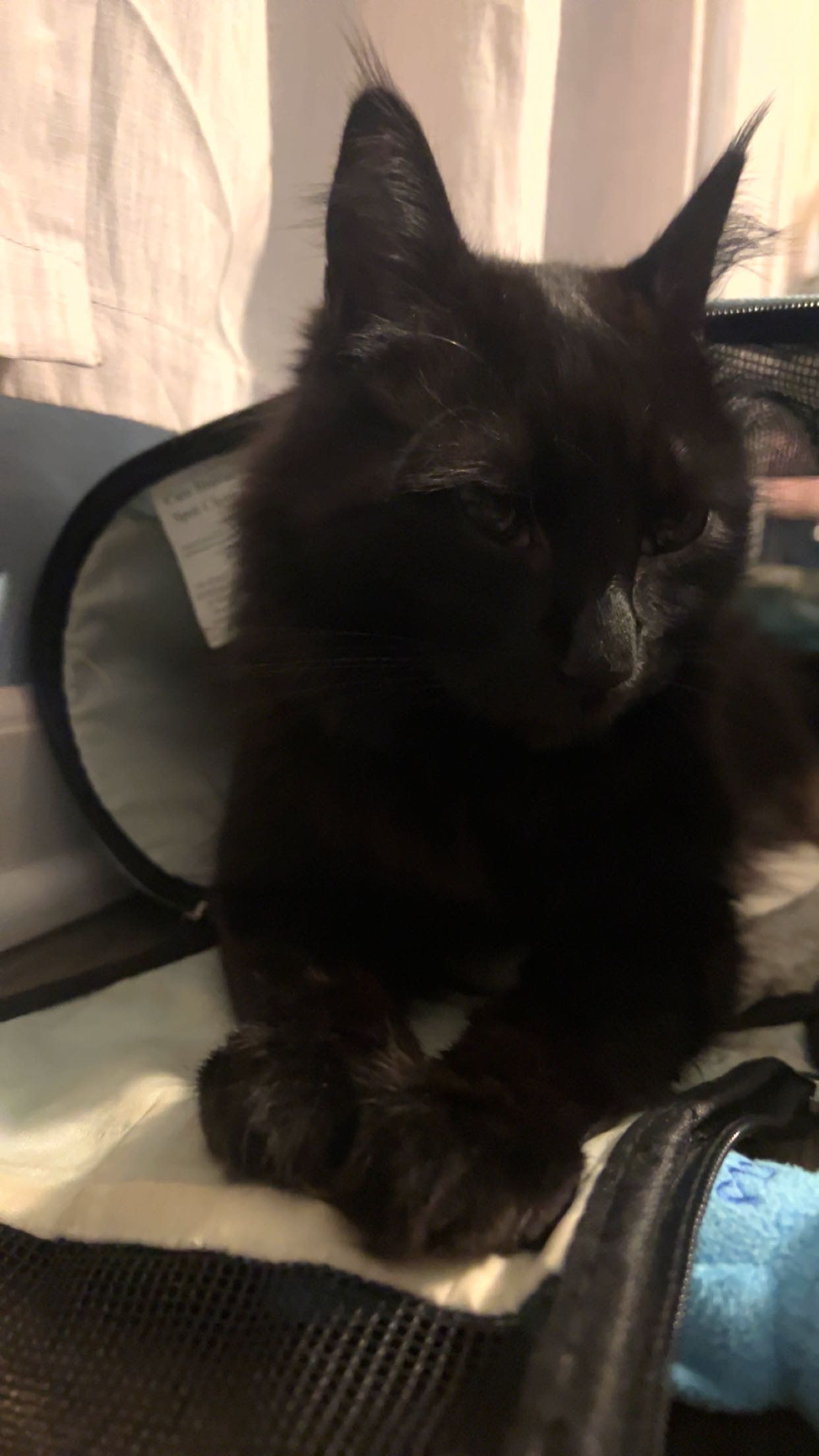 carmmieecat snapchat image archive image