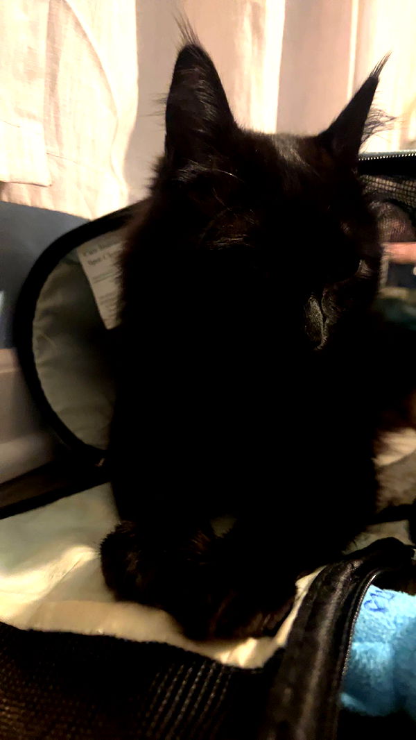 carmmieecat image ~ Altpins