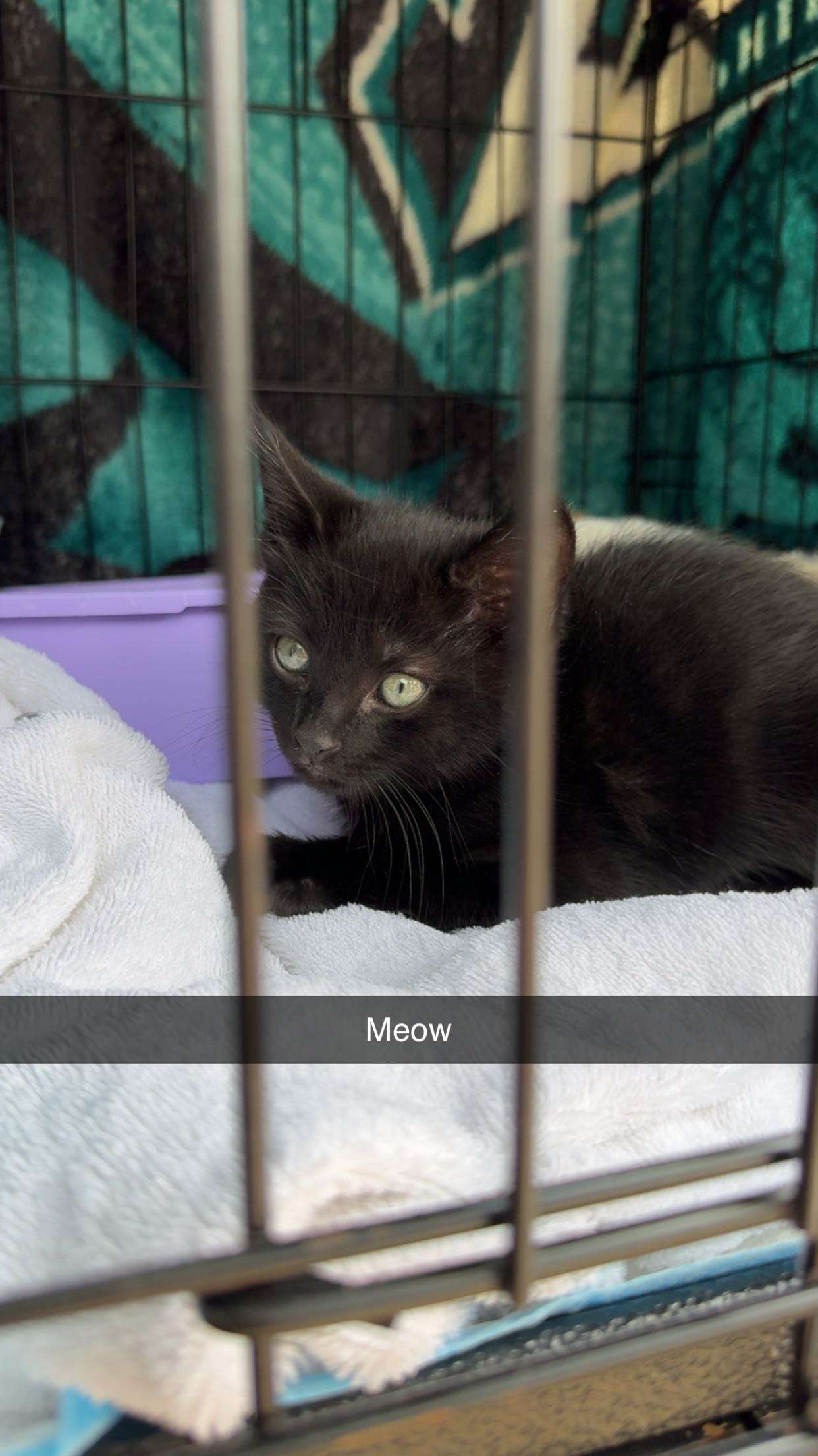 carmmieecat snapchat image archive image