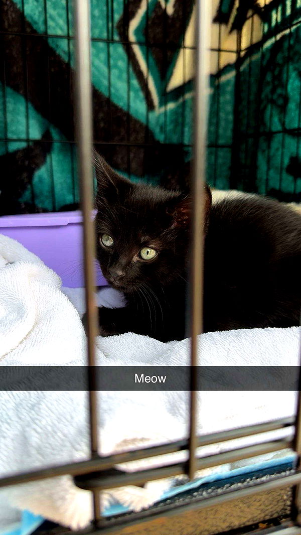 carmmieecat image ~ Altpins