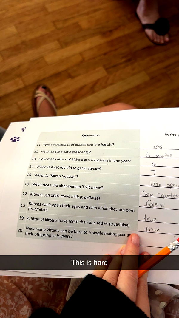 carmmieecat image ~ Altpins