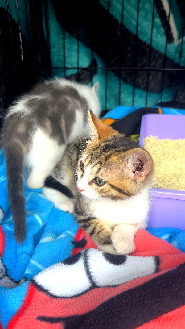 carmmieecat image ~ Altpins