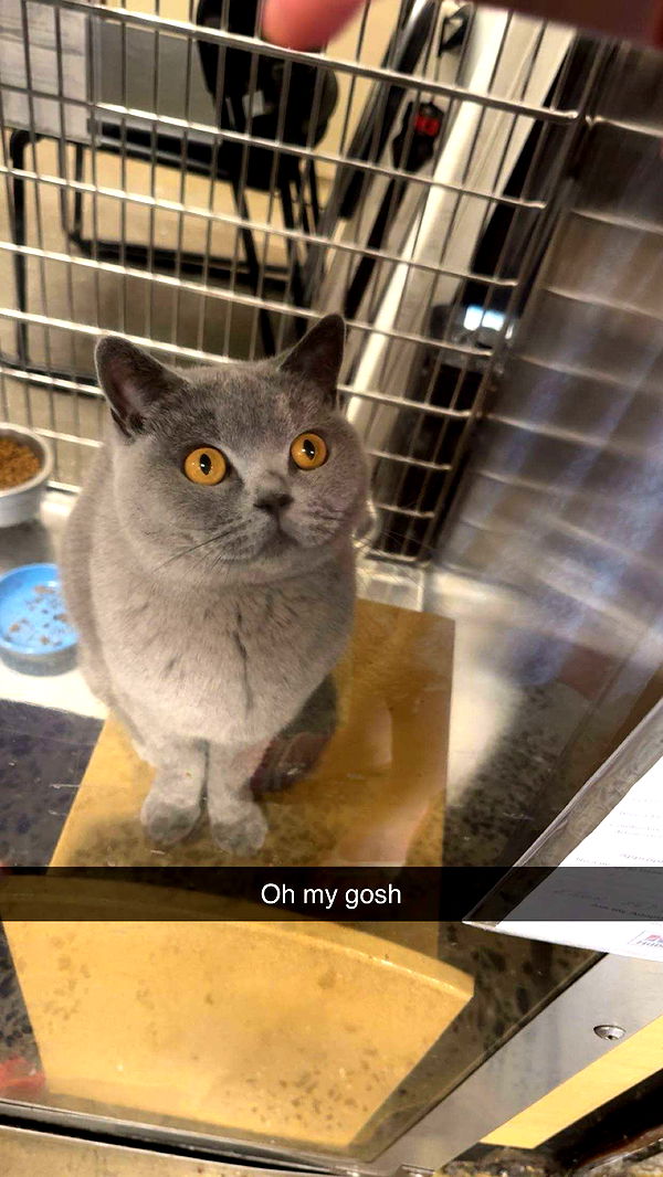 carmmieecat image ~ Altpins