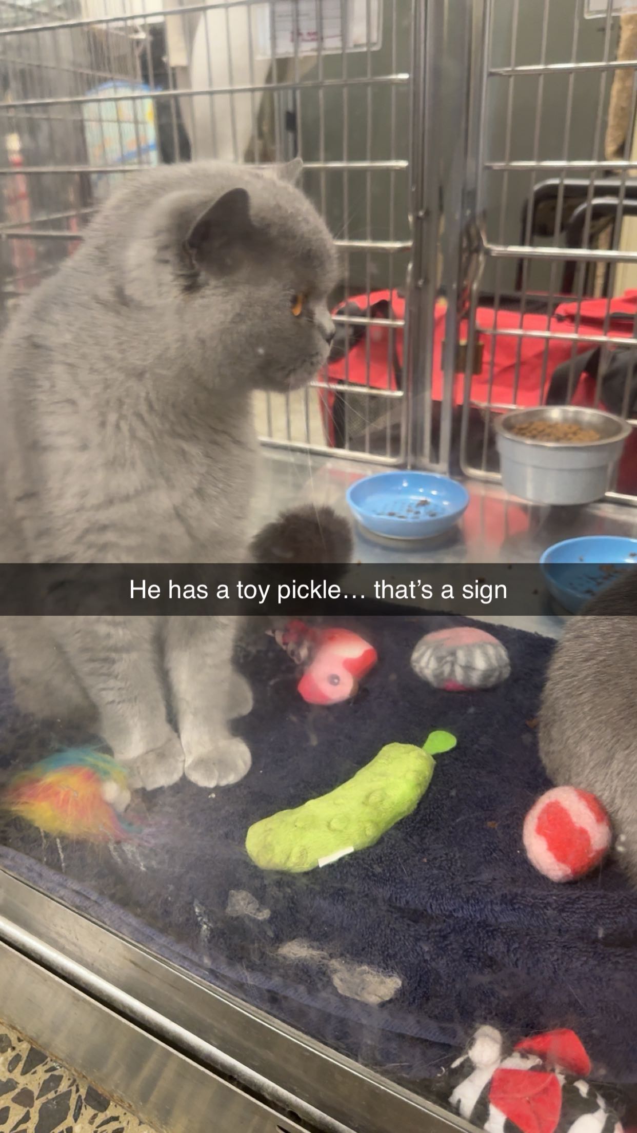 carmmieecat snapchat image archive image