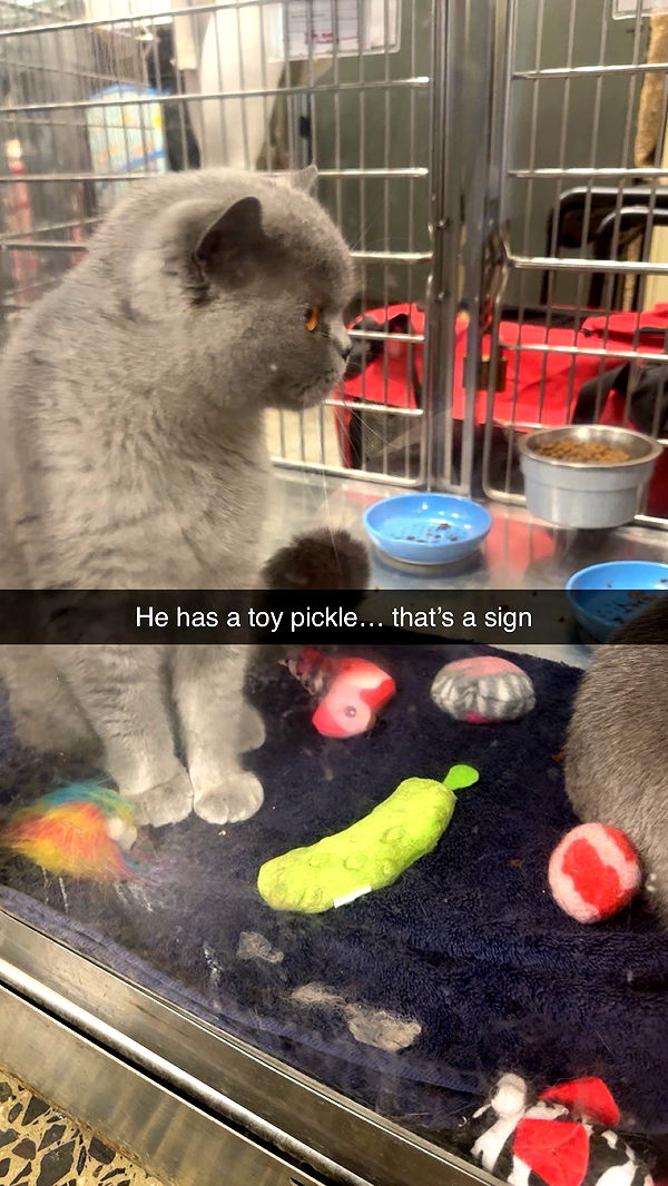 carmmieecat image ~ Altpins