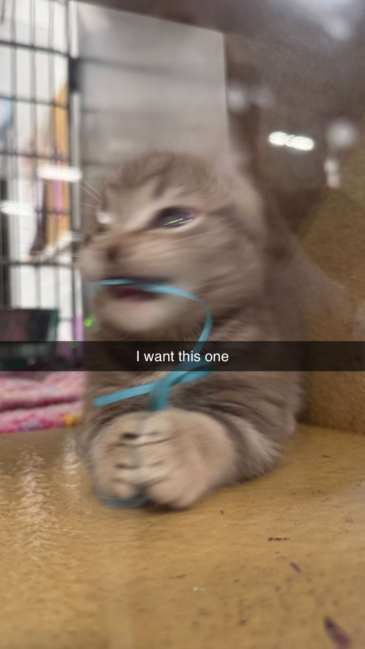 carmmieecat snapchat image archive image