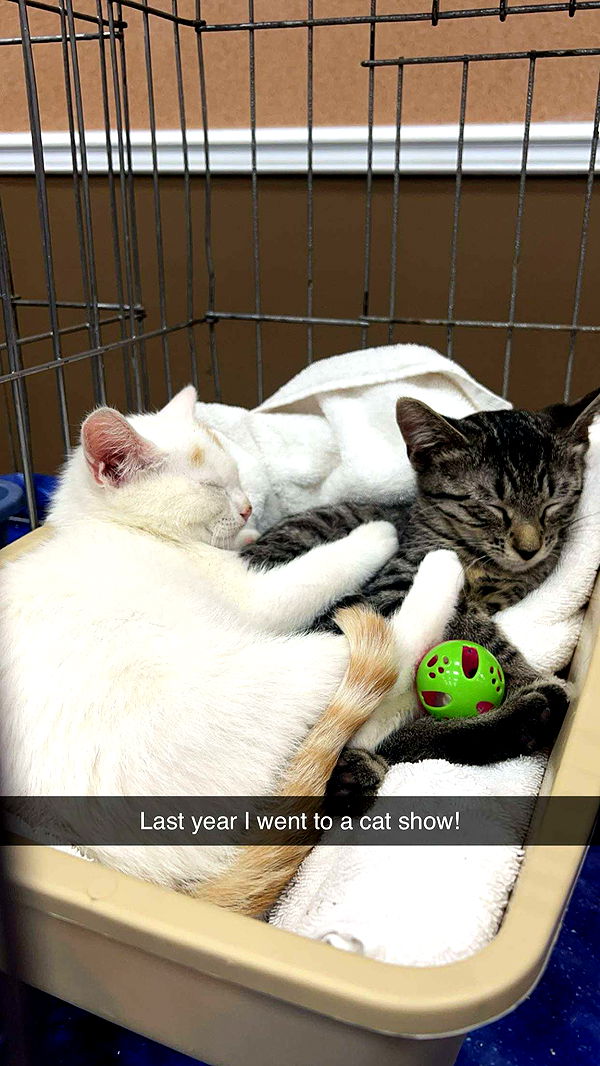 carmmieecat image ~ Altpins