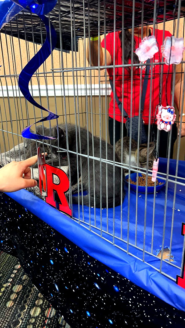 carmmieecat image ~ Altpins