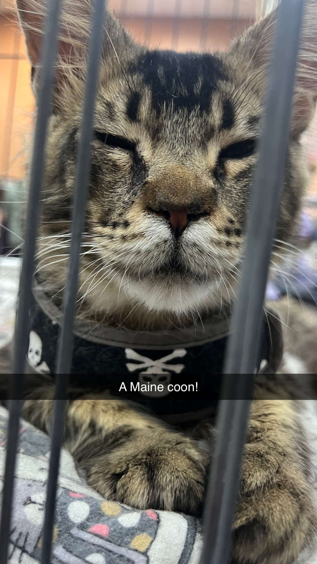 carmmieecat snapchat image archive image