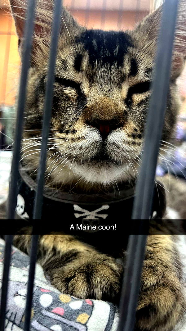 carmmieecat image ~ Altpins