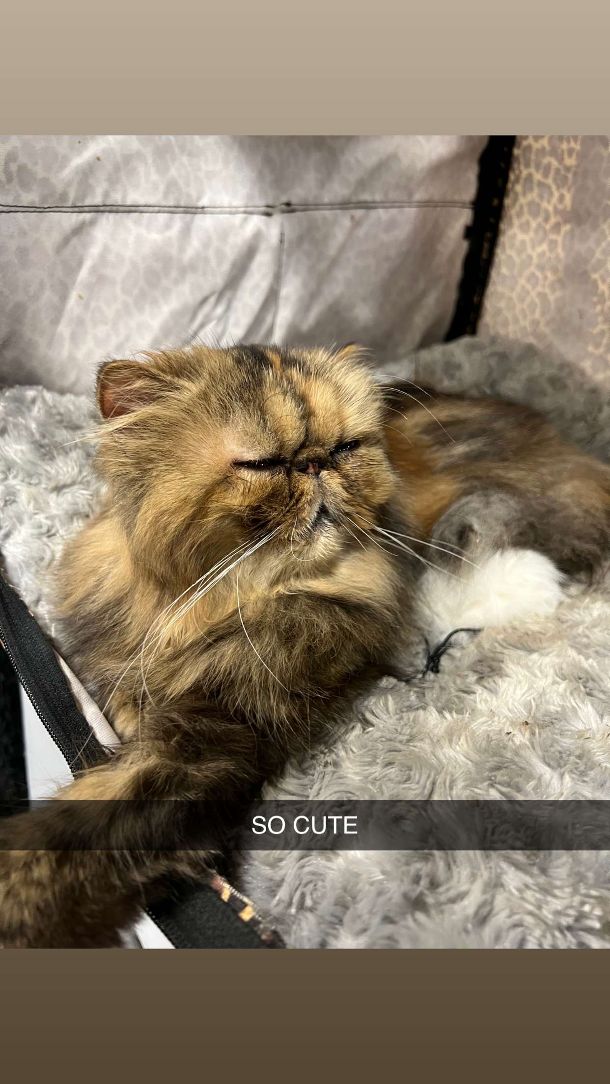 carmmieecat snapchat image archive image